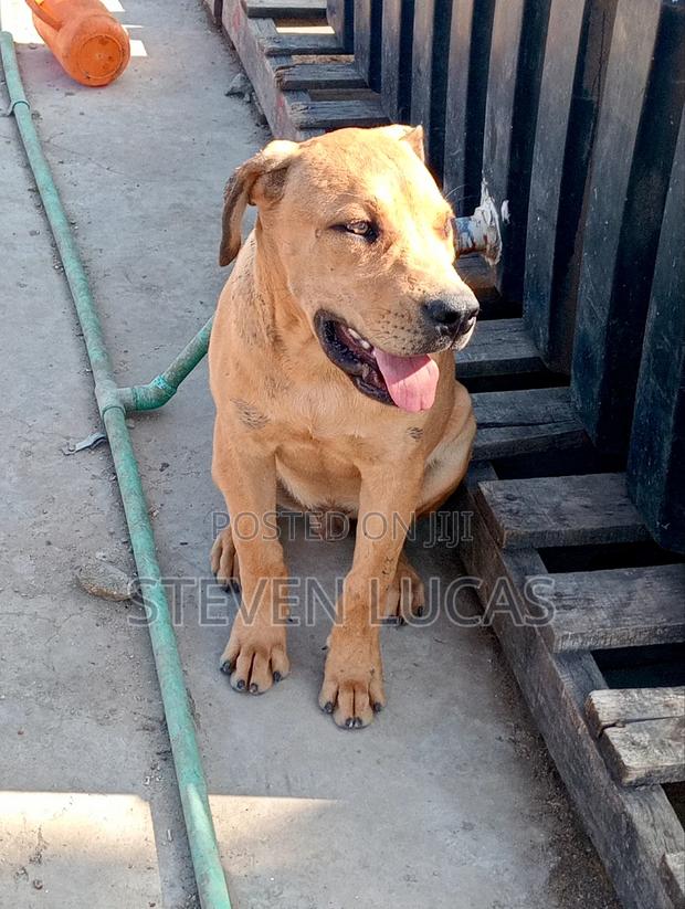 1-3 months Male Purebred Boerboel