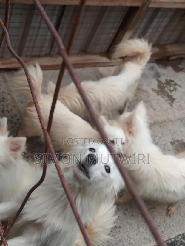 6-12 months Male Purebred Japanese Spitz - thumbnail 3