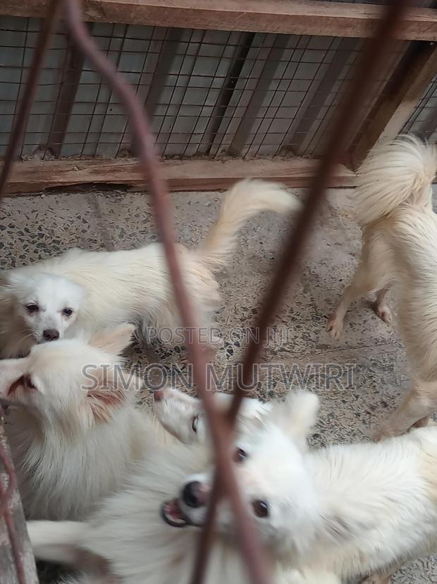 6-12 months Male Purebred Japanese Spitz - thumbnail 4