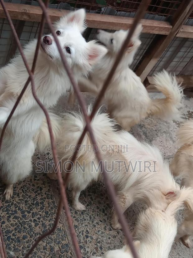 6-12 months Male Purebred Japanese Spitz - thumbnail 5