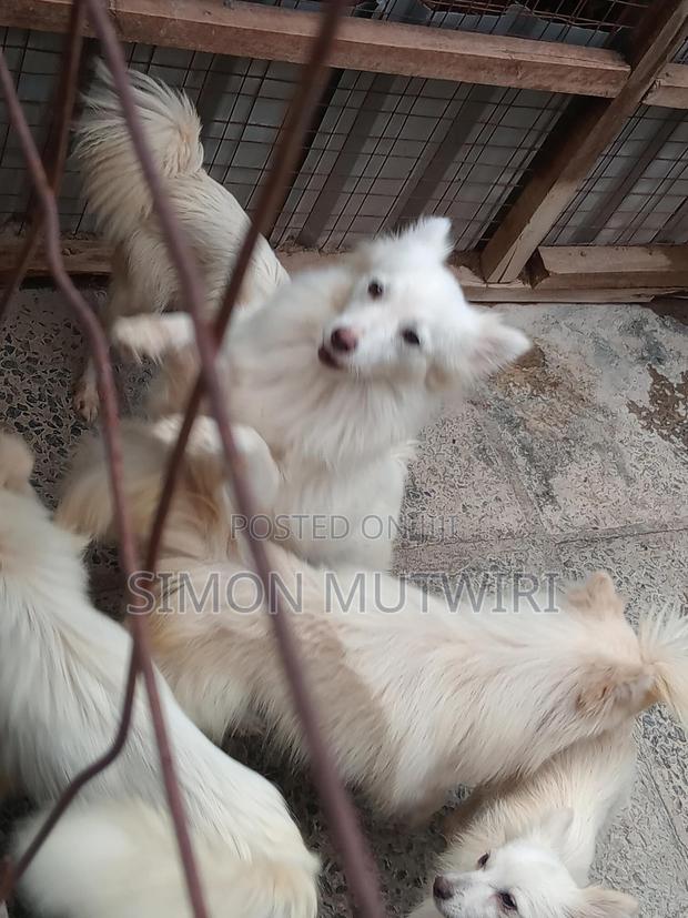 6-12 months Male Purebred Japanese Spitz - thumbnail 8