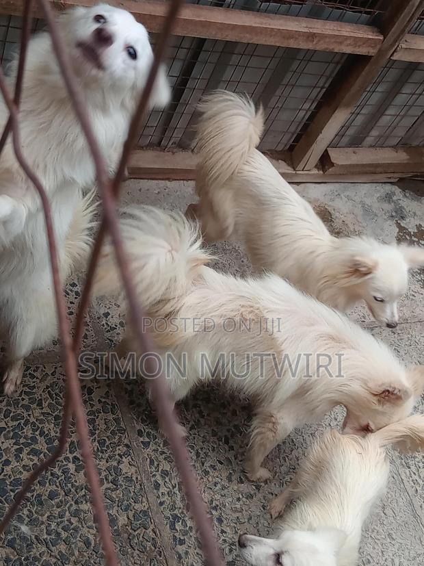 6-12 months Male Purebred Japanese Spitz - thumbnail 9