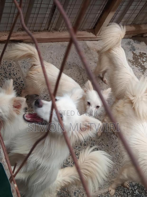 6-12 months Male Purebred Japanese Spitz - thumbnail 10