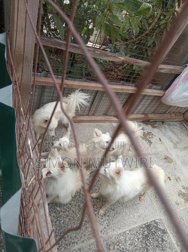 6-12 months Male Purebred Japanese Spitz - thumbnail 11