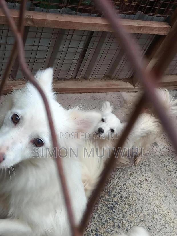 6-12 months Male Purebred Japanese Spitz - thumbnail 6