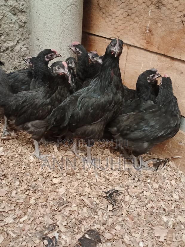2 Months Old Black Australorp Chicks Looking for a New Home