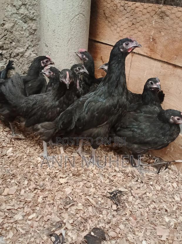 2 Months Old Black Australorp Chicks Looking for a New Home - thumbnail 2