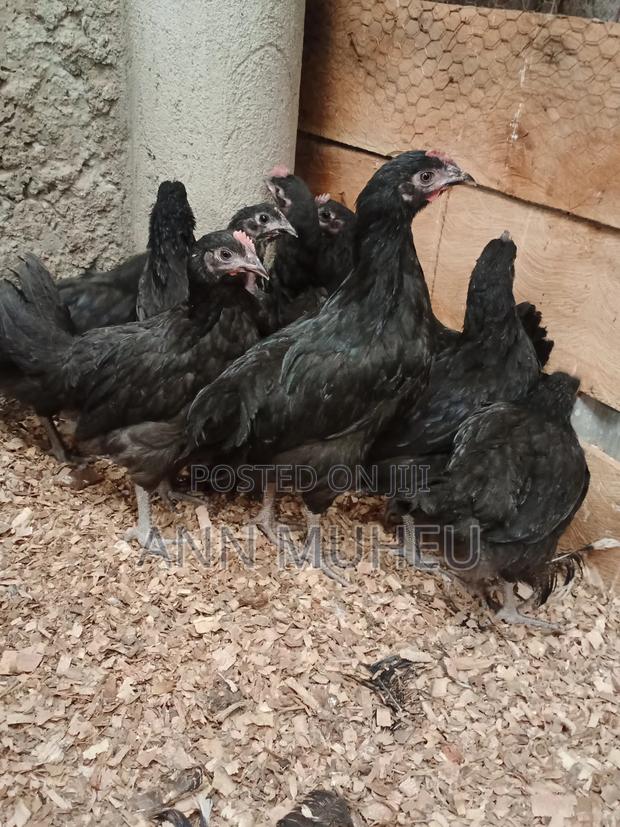 2 Months Old Black Australorp Chicks Looking for a New Home - thumbnail 3