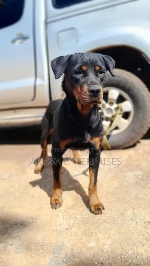 1+ year Female Purebred Rottweiler