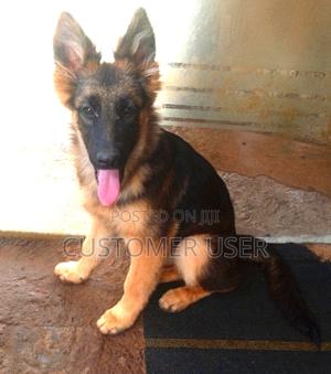 3-6 months Female Purebred German Shepherd - thumbnail 2