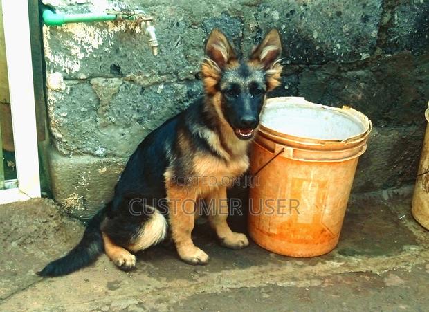 3-6 months Female Purebred German Shepherd - thumbnail 3