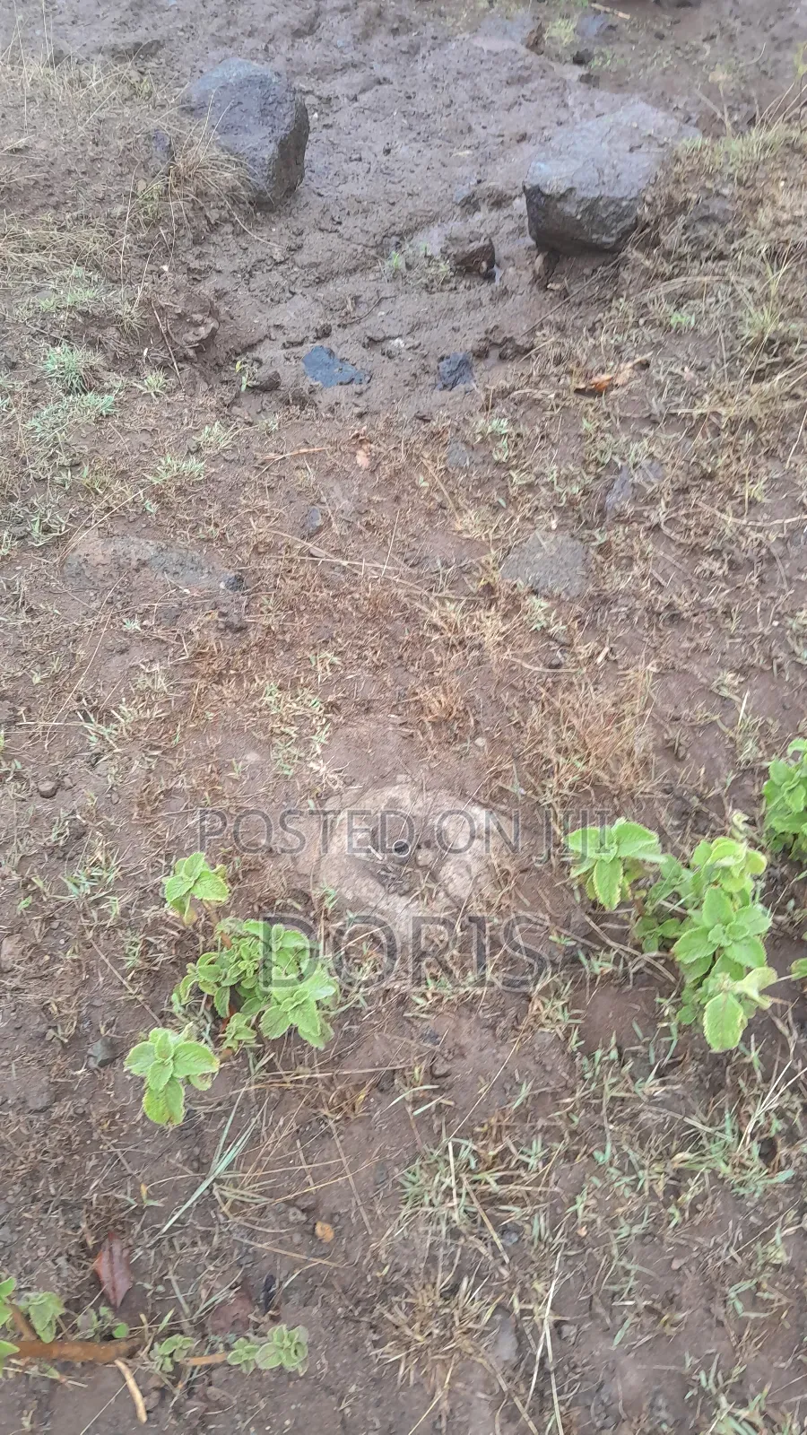 Hot Deal- 1 Acre in Nanyuki/Naromoru