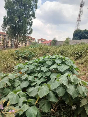 1/4 Prime Land for Lease in Kawangware