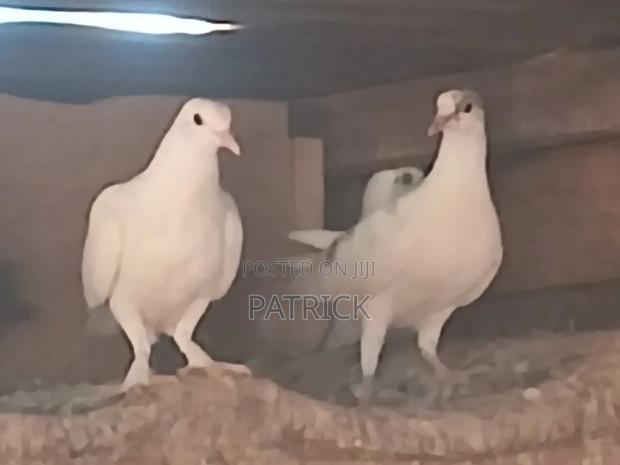 All Poultry Birds - main view