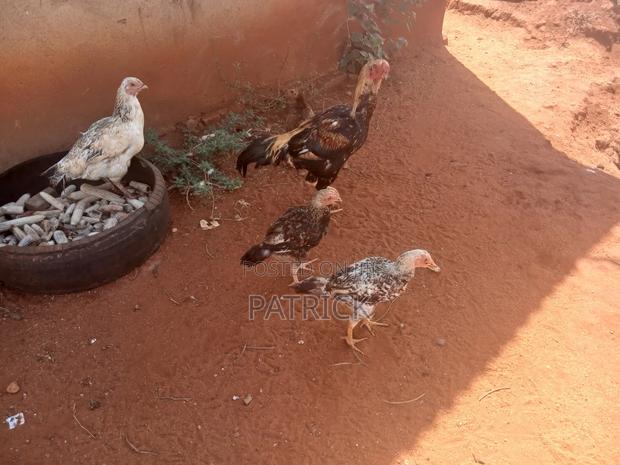 All Poultry Birds - thumbnail 2