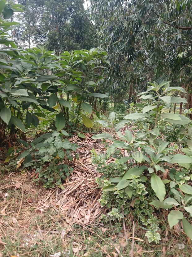 1/2 Prime Plot for Lease - main view