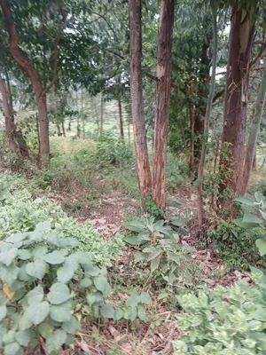 1/2 Prime Plot for Lease in Uthiru