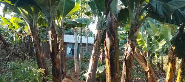 1/4 Acre Piece of Land - thumbnail 4