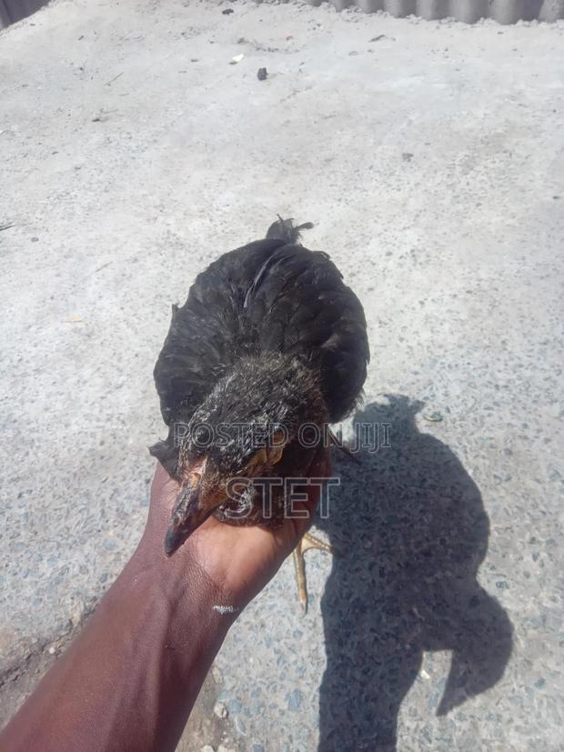 Kienyeji Chicken - main view