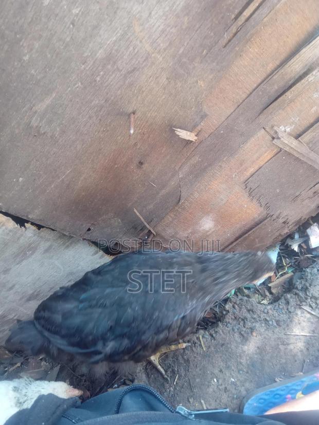 Kienyeji Chicken - thumbnail 2