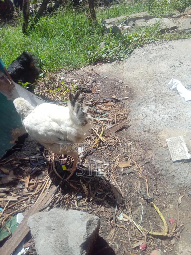 Kienyeji Chicken - thumbnail 3