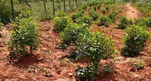 1.25 Acres of Prime Land for Sale in Kerwa, Mbeere South – Embu County