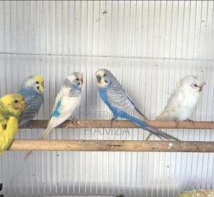 Budgies Parrots - thumbnail 2