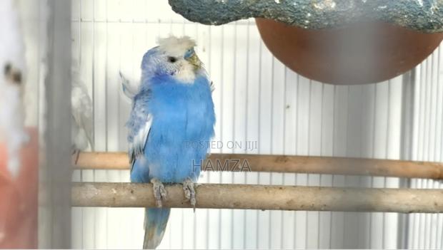 Budgies Parrots - thumbnail 3