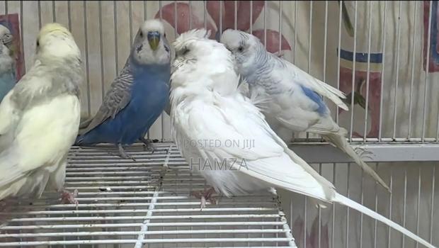 Budgies Parrots - thumbnail 5
