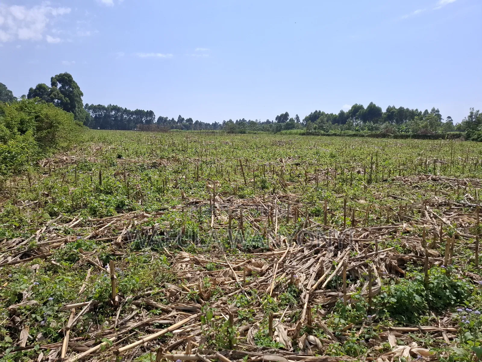 12 Acres Misikhu