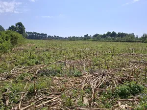 12 Acres Misikhu