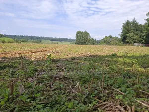 12 Acres Misikhu