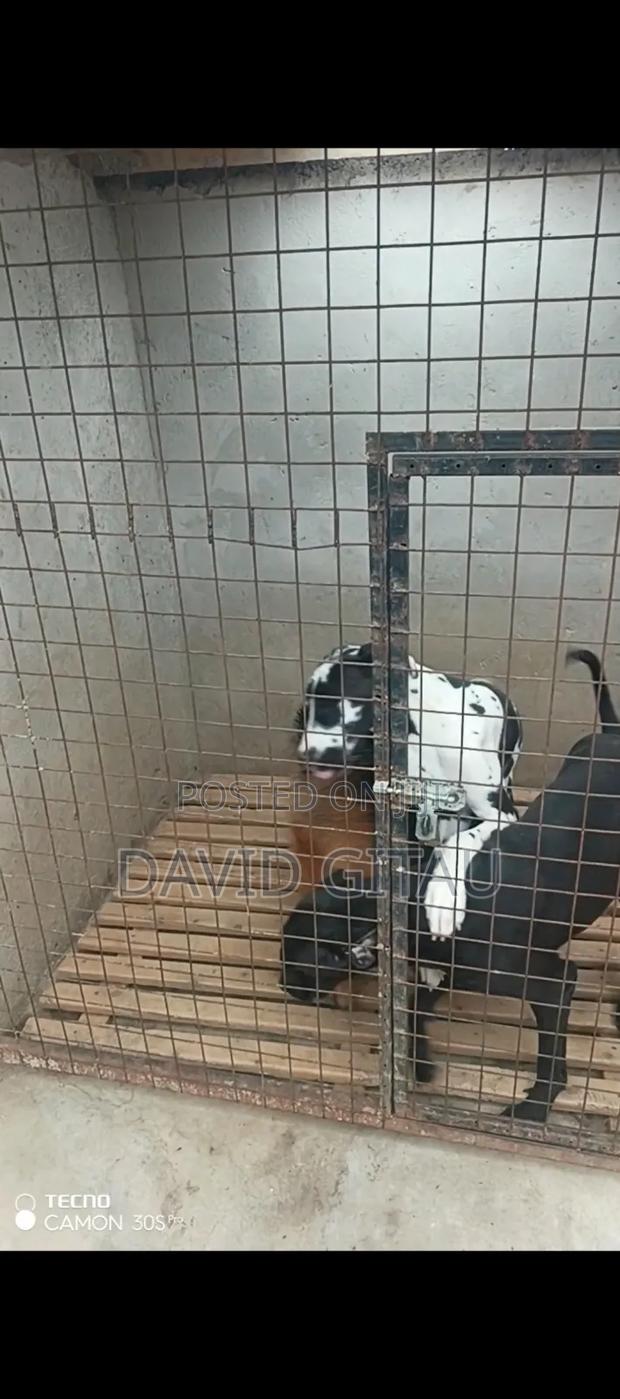 6-12 months Female Purebred Great Dane