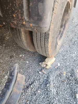 T King Truck for Sale