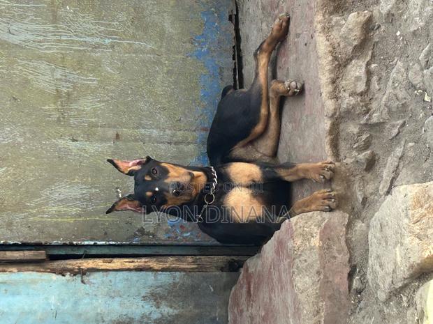 3-6 months Female Purebred Doberman Pinscher - main view