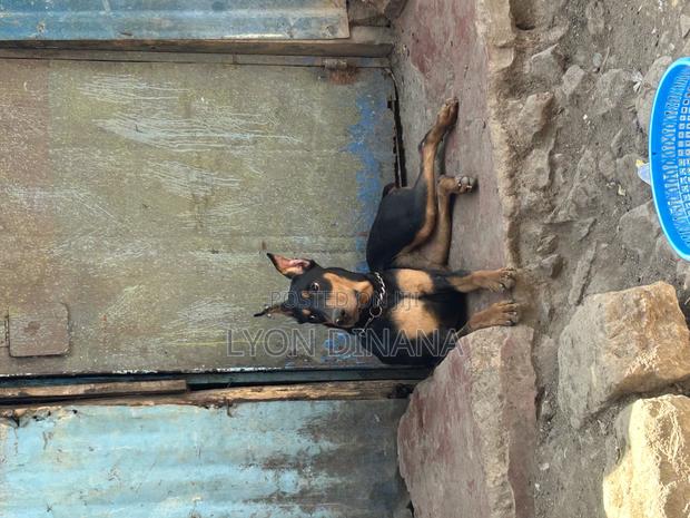 3-6 months Female Purebred Doberman Pinscher - thumbnail 3
