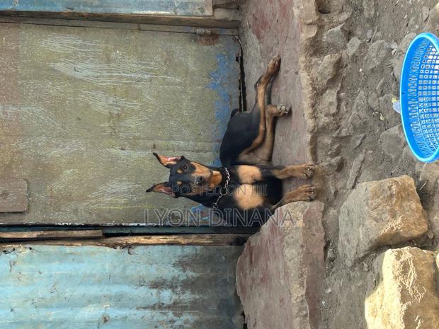 3-6 months Female Purebred Doberman Pinscher - thumbnail 2
