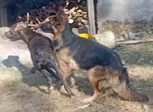 6-12 months Female Purebred German Shepherd - thumbnail 2