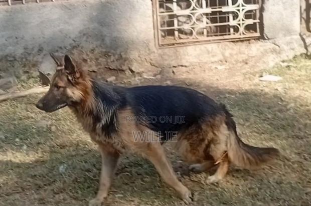 6-12 months Female Purebred German Shepherd - thumbnail 3