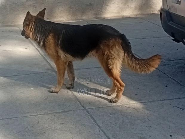 6-12 months Female Purebred German Shepherd - thumbnail 4