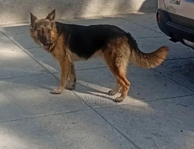 6-12 months Female Purebred German Shepherd - thumbnail 5