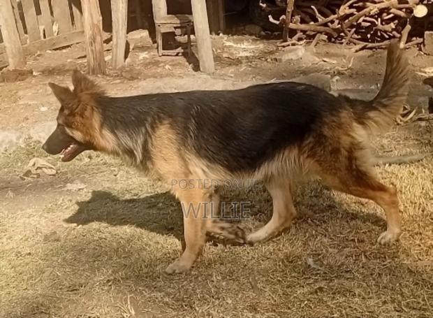 6-12 months Female Purebred German Shepherd - thumbnail 6