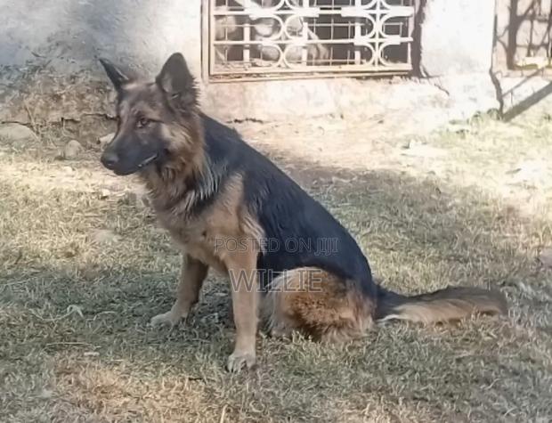 6-12 months Female Purebred German Shepherd - thumbnail 7