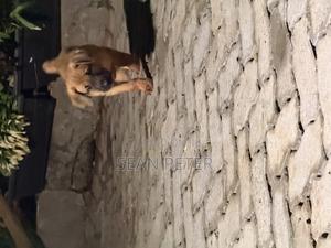 1-3 months Female Purebred Boerboel