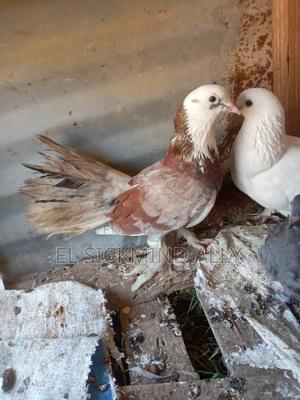 Female Cross Pijeon - thumbnail 2