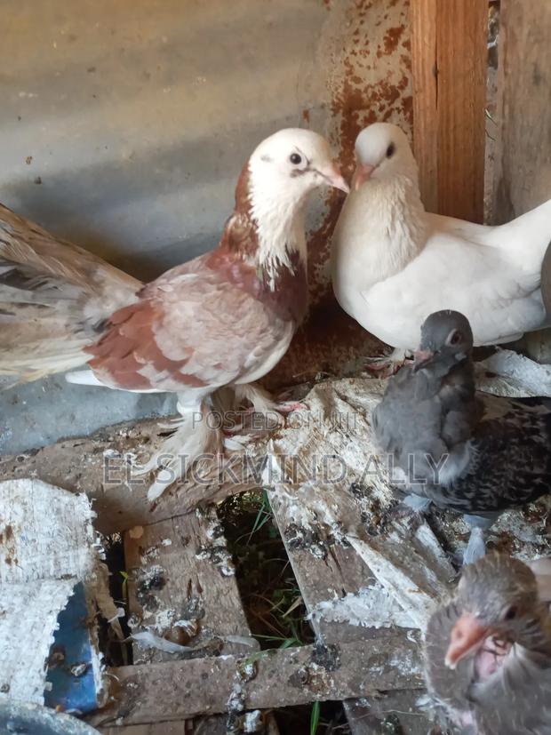 Female Cross Pijeon - thumbnail 3