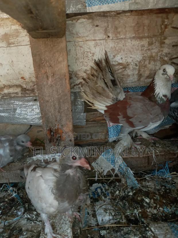 Female Cross Pijeon - thumbnail 4