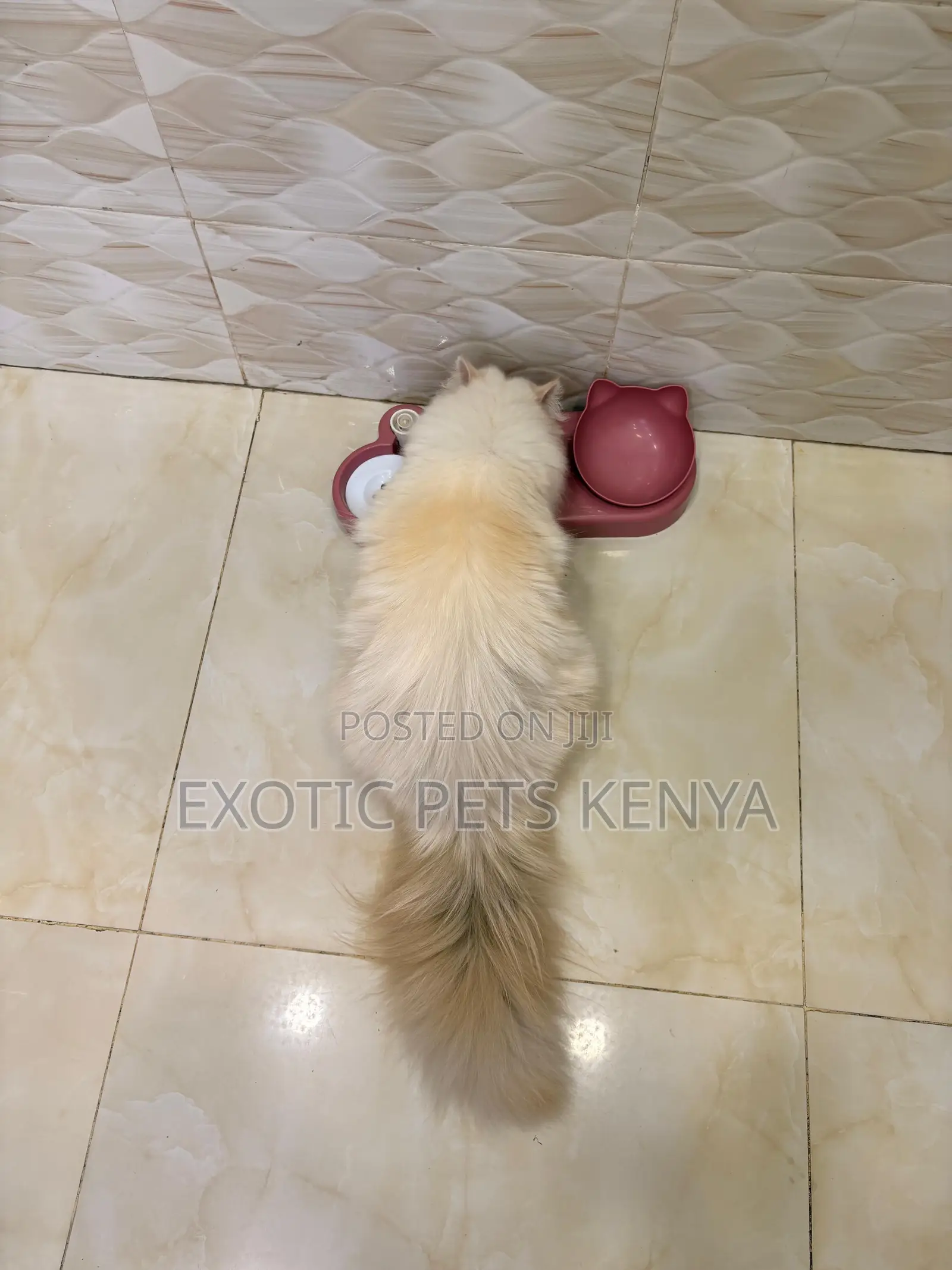 6-12 months Female Purebred Persian