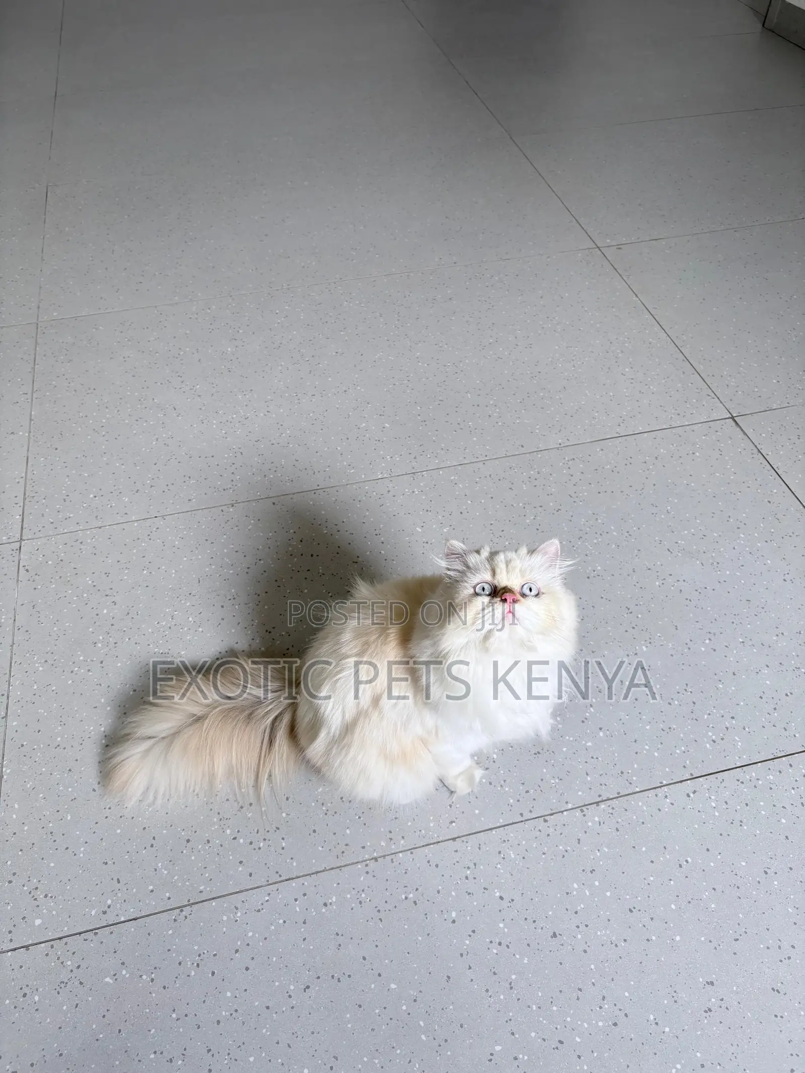 6-12 months Female Purebred Persian