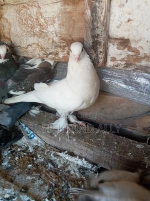 Best Pair Pigeon - thumbnail 2